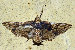 Omphisa anastomosalis