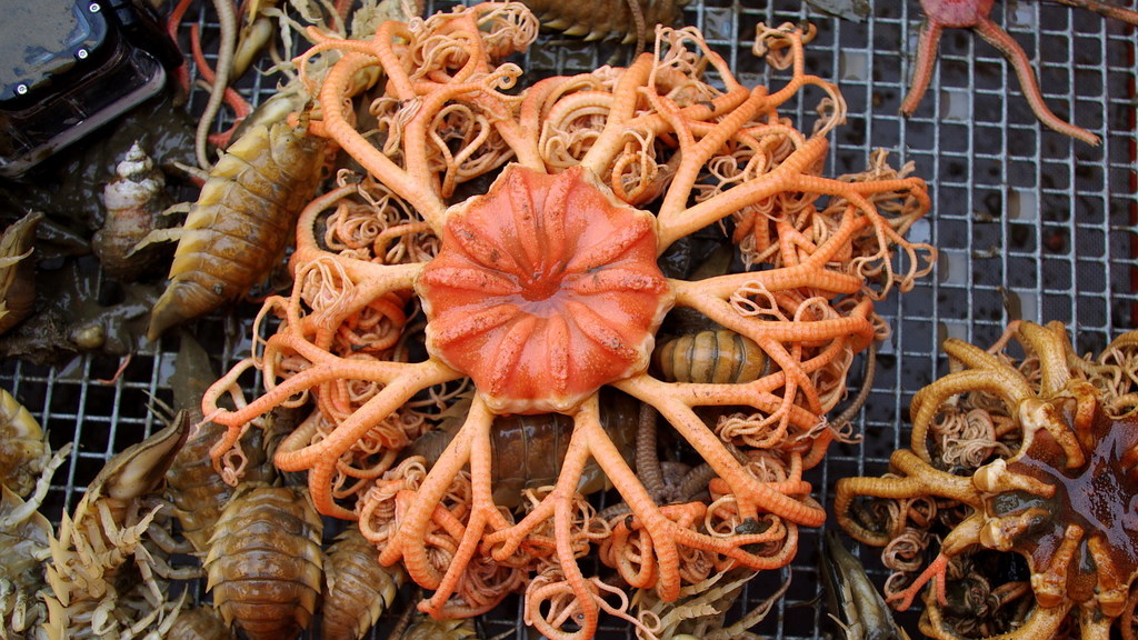 northern basket star
