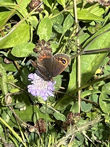 Scotch Argus photo 6
