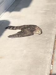 Accipiter cooperii