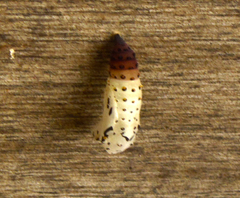 Chlosyne lacinia