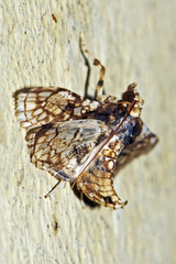 Omphisa anastomosalis