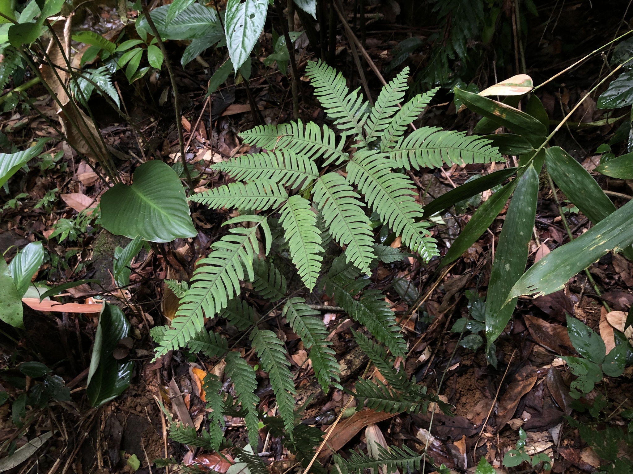Pteris latipinna — ảnh 3