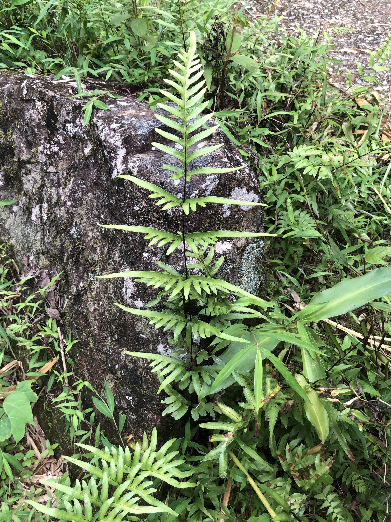 Pteris semipinnata (Pteris semipinnata)