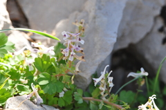 Corydalis triternata