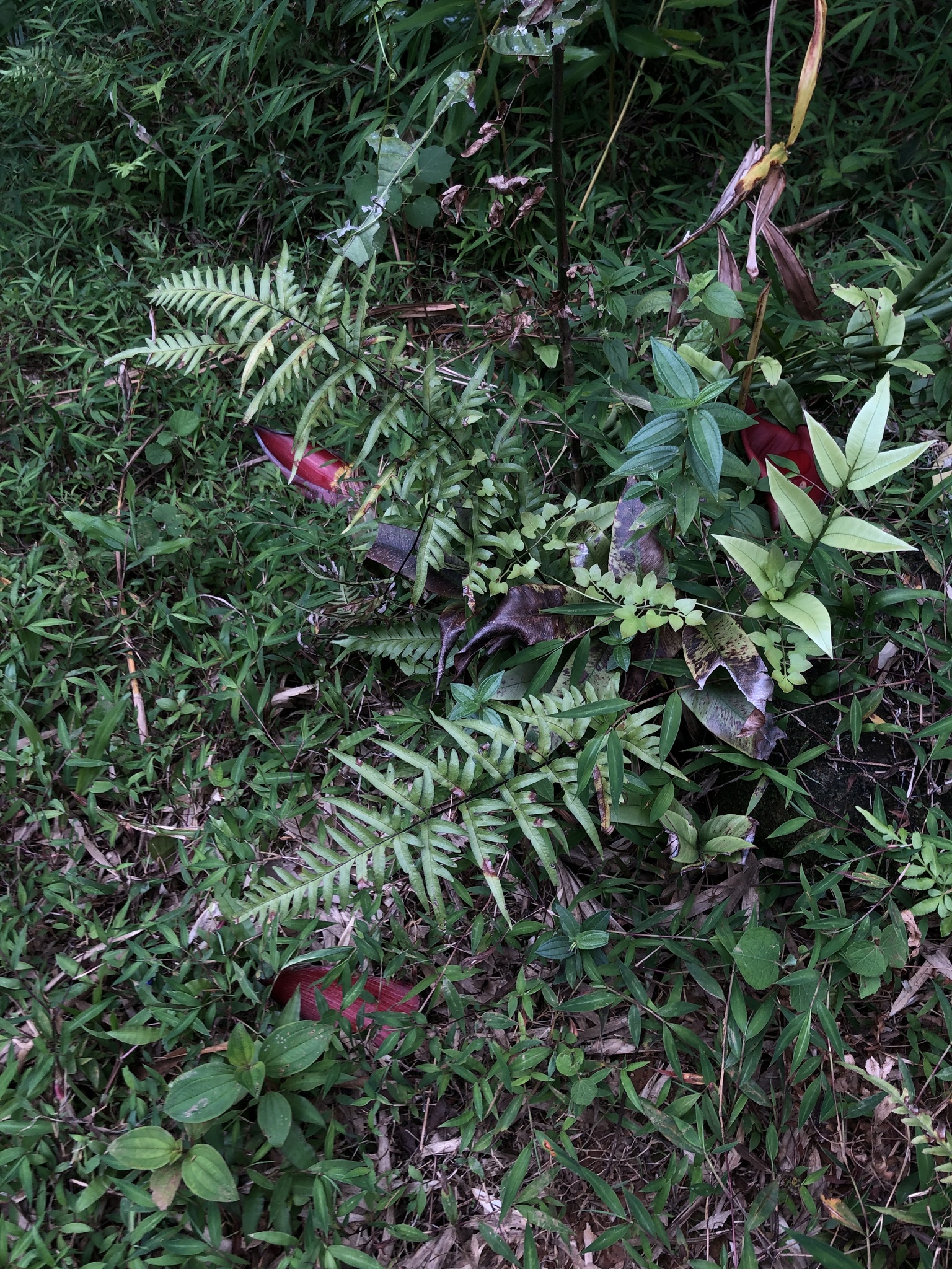 Pteris semipinnata — ảnh 2