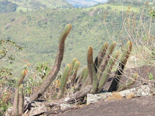 Coleocephalocereus buxbaumianus ssp. buxbaumianus