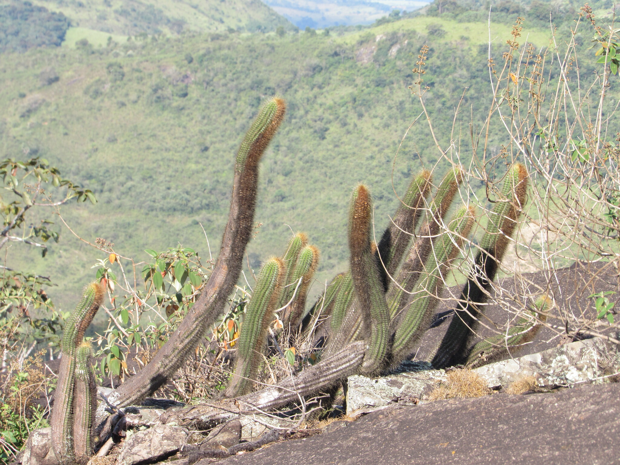 Coleocephalocereus buxbaumianus ssp. buxbaumianus