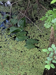 Nuphar advena image