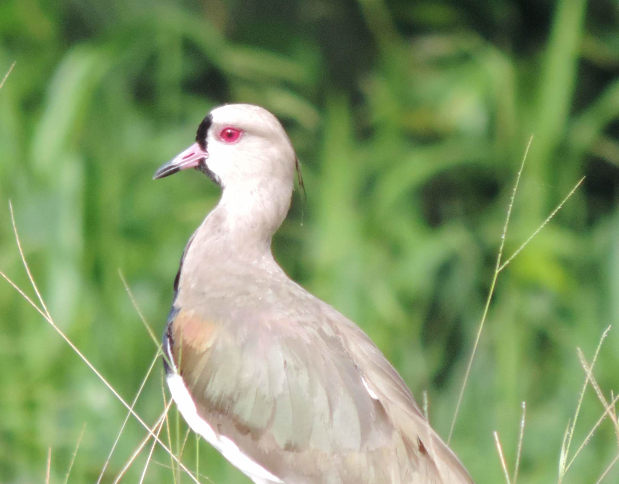 Vanellus chilensis image