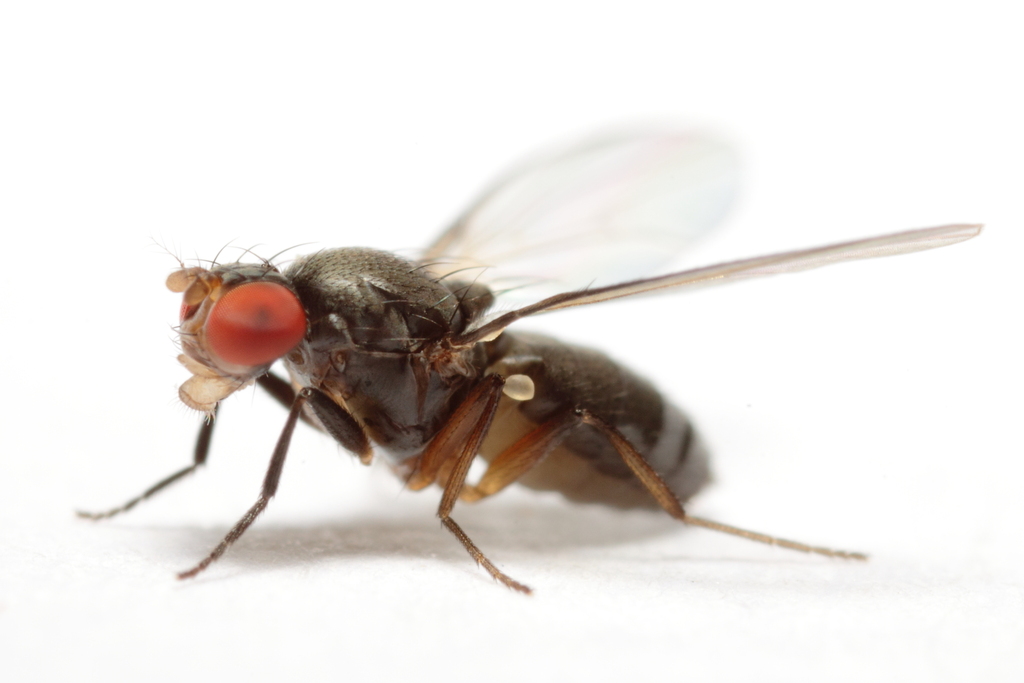 Chymomyza costata