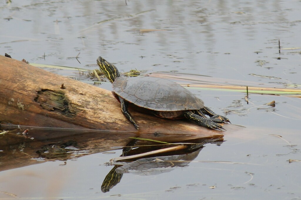 Painted Turtle From Thunder Bay ON Canada On August 24 2023 At 12 54   Large 