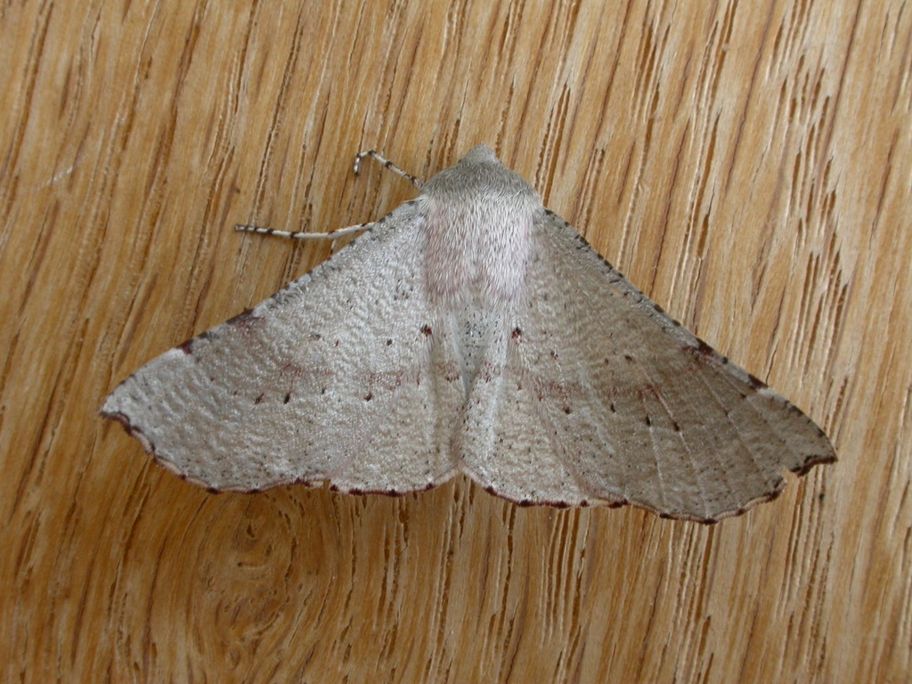 Oenochroma privata