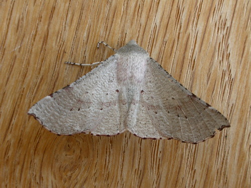 Oenochroma privata