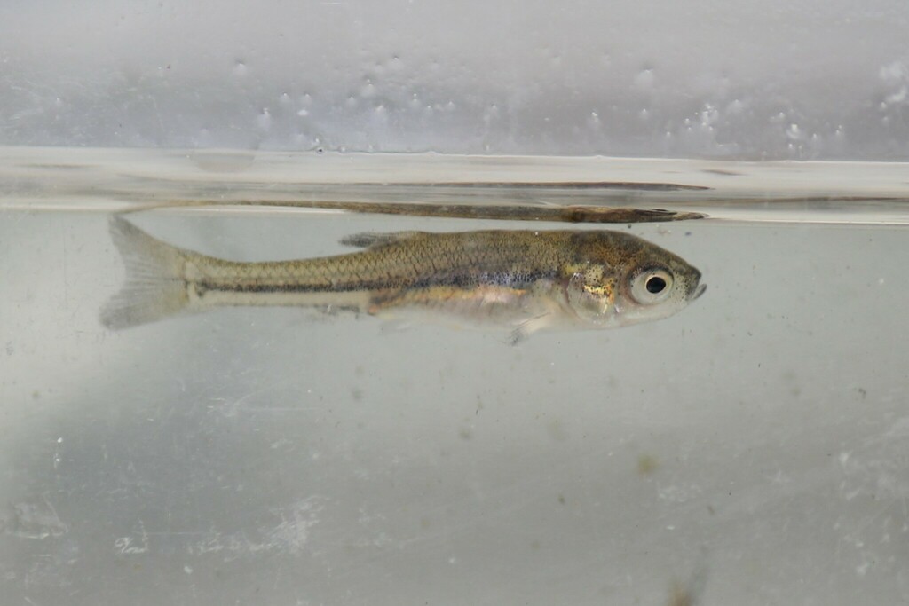 Fathead Minnow from Thunder Bay, ON, Canada on August 24, 2023 at 0131