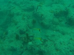 Chaetodon sedentarius