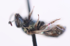 Lasioglossum microlepoides
