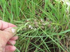 Asclepiadinae