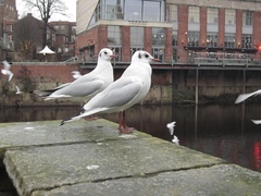 Chroicocephalus ridibundus