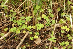 Marsilea ephippiocarpa