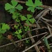 Water Clover - Photo (c) Linda Loffler, some rights reserved (CC BY-NC), uploaded by Linda Loffler