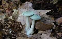 Clitocybe aeruginosa