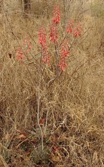 Aloe parvibracteata image