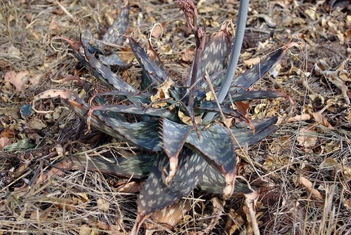 Aloe parvibracteata image