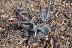 Aloe parvibracteata image