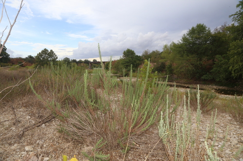 Image of Brickellia leptophylla by (c) Reid Hardin, some rights reserved (CC BY)