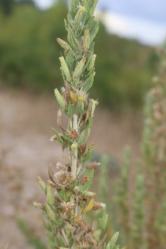 Image of Gravelbar Brickellbush by (c) Reid Hardin, some rights reserved (CC BY)