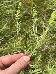 Ambrosia artemisiifolia
