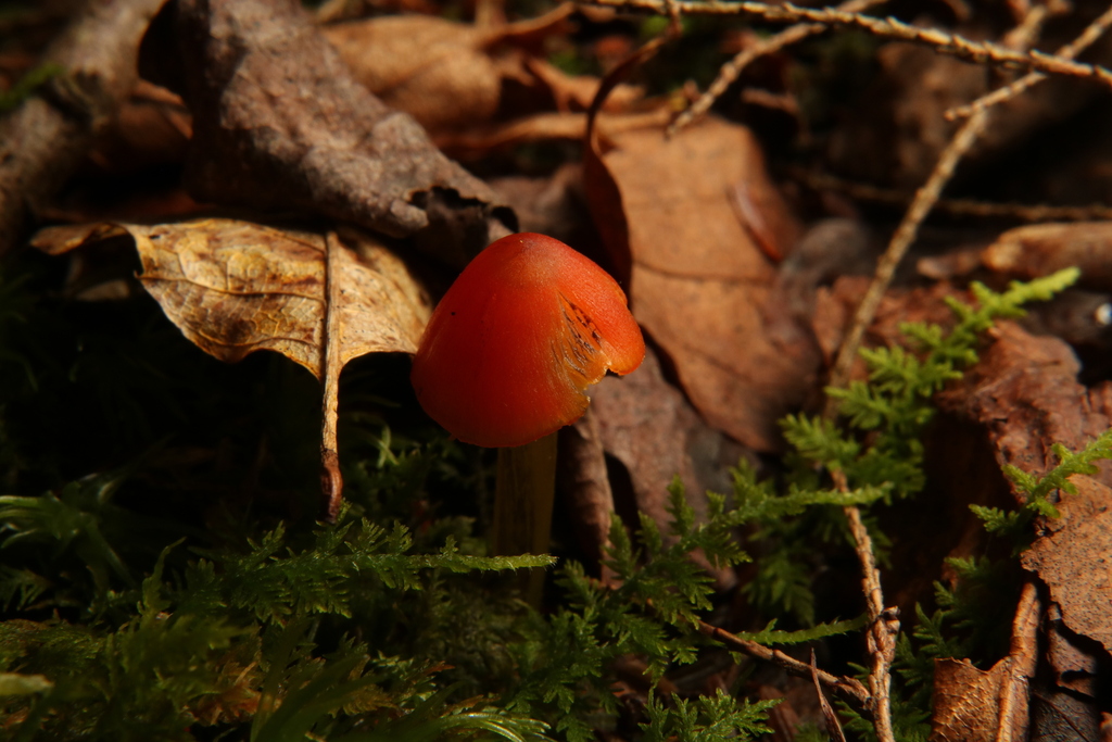 Hygrocybe sp. 'conica-OH01'