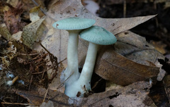 Clitocybe aeruginosa