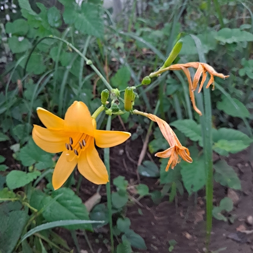 Hemerocallis hakuunensis iNat (1)
