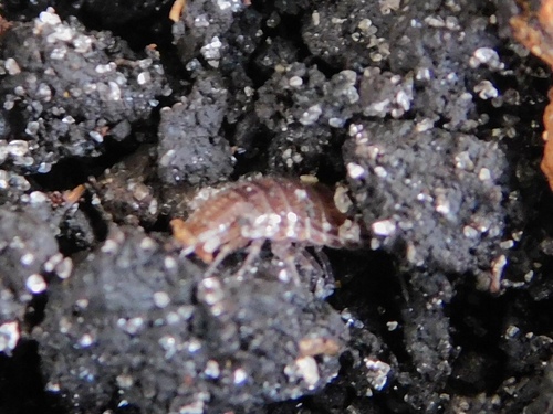 Atlantoscia floridana