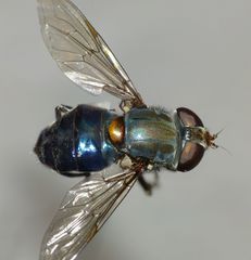 Helophilus hochstetteri
