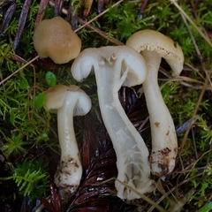 Neohygrocybe