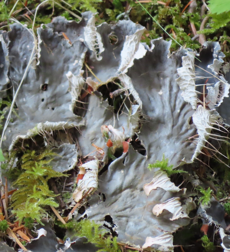 Pelt Lichens From Clallam County WA USA On August 24 2023 At 10 16