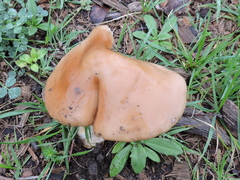 Hymenopellis sinapicolor
