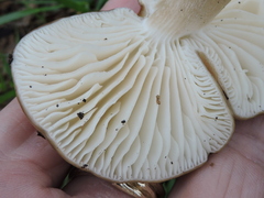 Hymenopellis sinapicolor