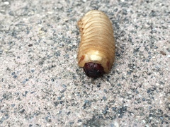 Cotinis mutabilis