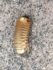 Cotinis mutabilis