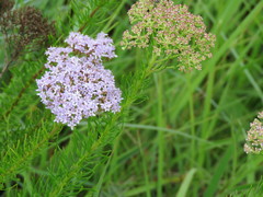 Tetraselago nelsonii