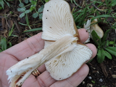 Hymenopellis sinapicolor