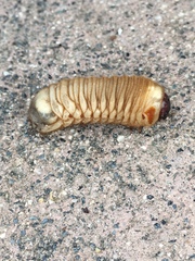 Cotinis mutabilis