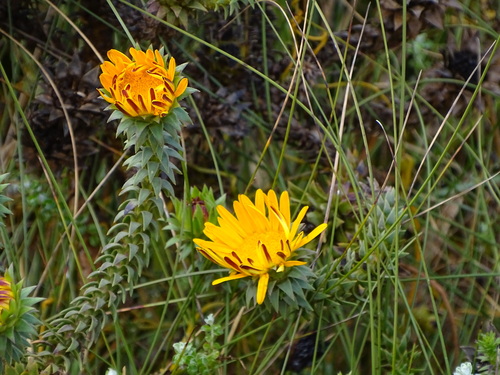 Image of Oedera imbricata by (c) Shaun Swanepoel, some rights reserved (CC BY)