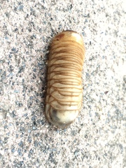 Cotinis mutabilis
