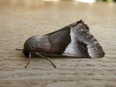 Niceteria macrocosma