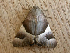 Niceteria macrocosma